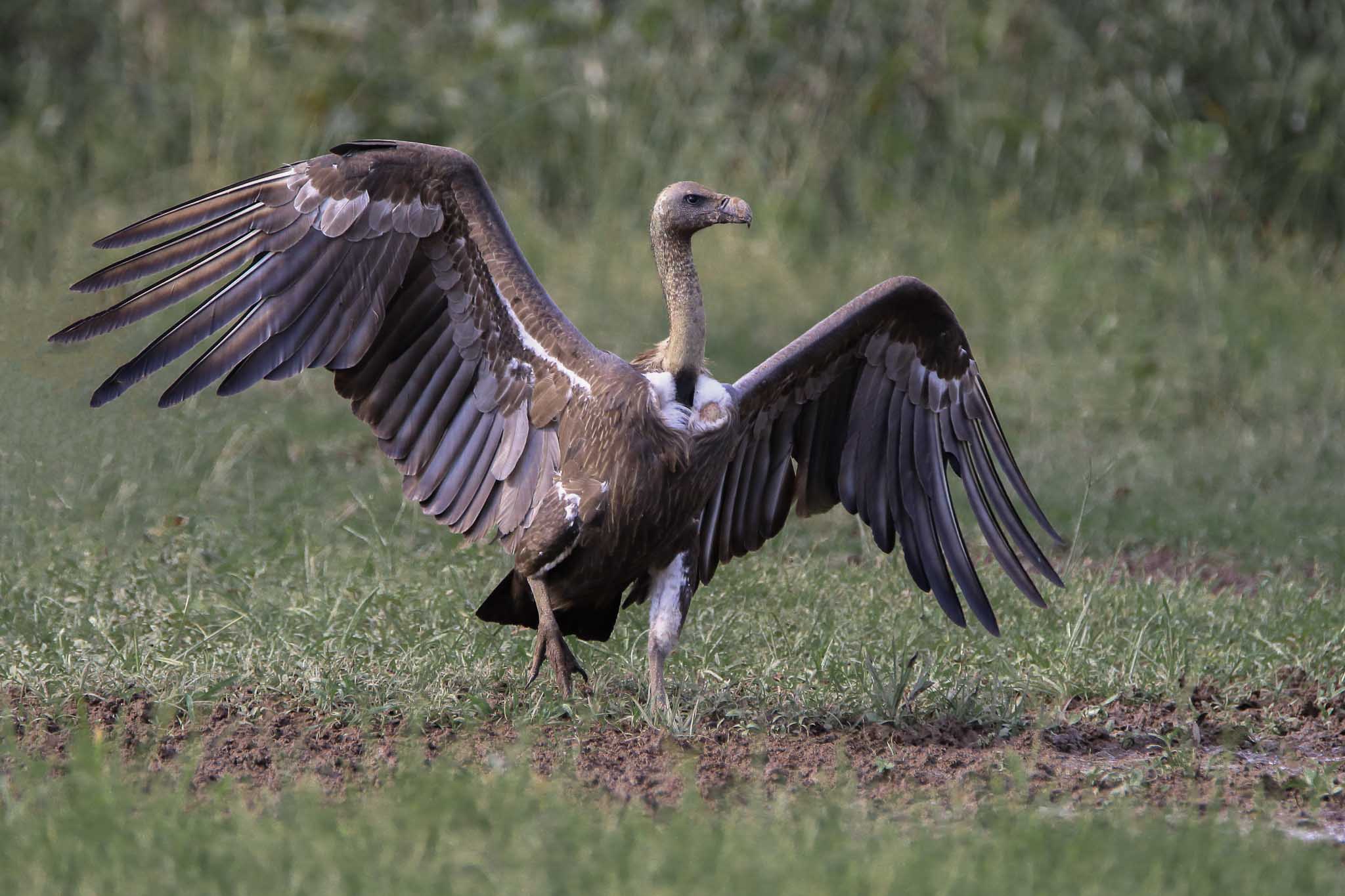 Image courtesy: BirdLife International Cambodia Programme